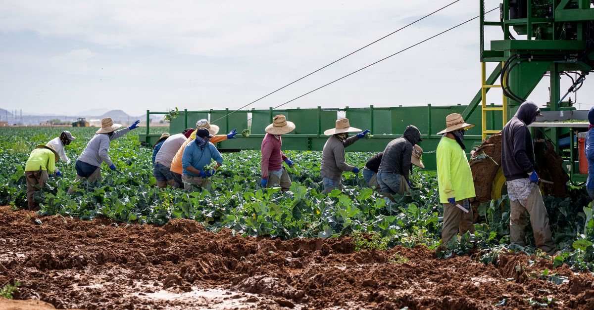 A group of farm workers harvesting crops in a sunny field with machinery.